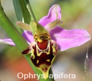 Ophrys apifera
