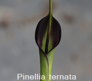 Pinellia ternata