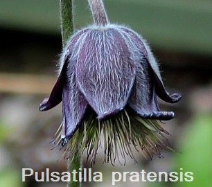 Pulsatilla pratensis