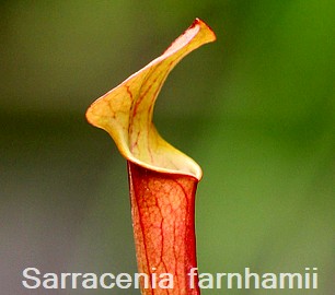 Saracenia farnhamii