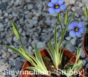 Sisyrinchium 'Stripey'
