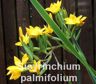Sisyrinchium palmifolium