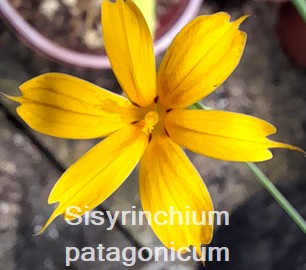 Sisyrinchium patagonicum