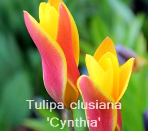 Tulipa clusiana 'Cynthia'