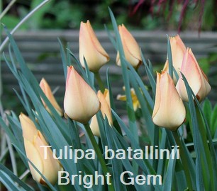Tulipa batallinii Bright Gem