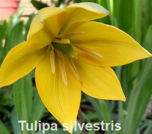 Tulipan dziki