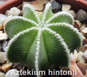 Aztekium hintonii