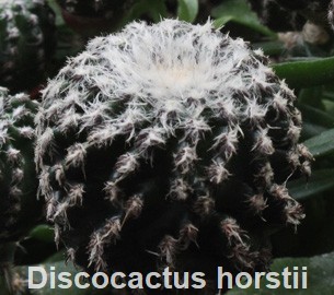Discocactus horstii