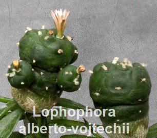 Lophophora alberto-vojtechii