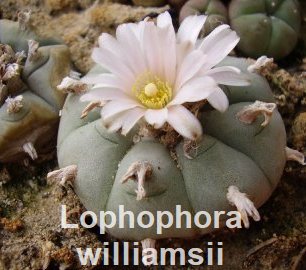 Lophophora williamsii