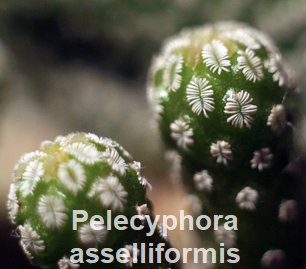 Pelecyphora asselliformis