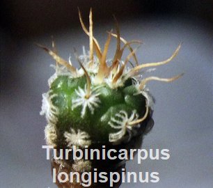 Turbinicarpus longispinus