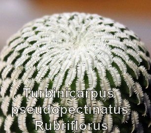 Turbinicarpus pseudopectinatus Rubroflorus