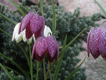 Fritillaria meleagris (Szchownica kostkowana)