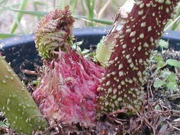 Gunnera manicata