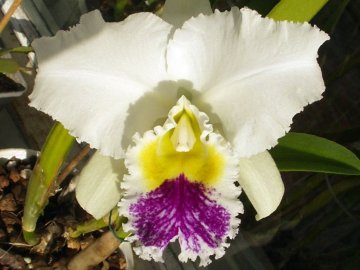 Cattleya