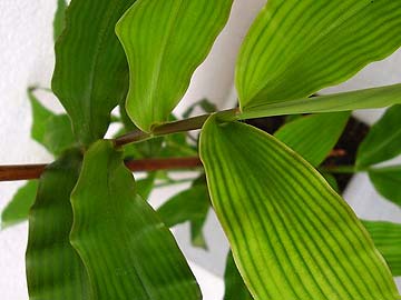 Trawka z Sumatry :-)