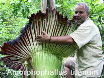 Amorphophallus